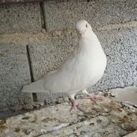 کبوترزرد.سفید. کله دم سبز..خوروس ومرغ جوان|پرنده|اصفهان, بوستان ناژوان|دیوار