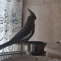 عروس هلندی نر و ماده|پرنده|تهران, تهرانسر شمالی|دیوار