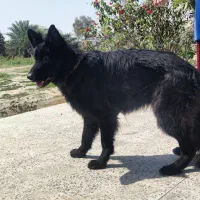 ژرمن بلک شولاین اصیل