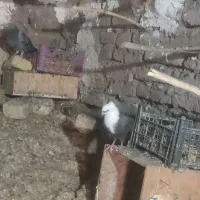 پرنده
