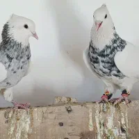 ۲ عدد طوقی سور هفت رنگ خوشگل کلاه میخ پریده|پرنده|رفسنجان, |دیوار