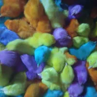 جوجه رنگی فقط 25|حیوانات مزرعه|زرندیه, |دیوار