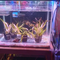 گیاه طبیعی بدونco2 کم توقع قابل کاشت در شن عادی|ماهی|ملایر, |دیوار