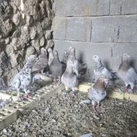 سرور هفترنگ|پرنده|شیراز, آزادی|دیوار