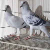 کبوترسروروشامی