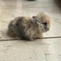 واگذاری خرگوش لوپ خارجی