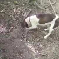 ۱ونیم ساله بشرط