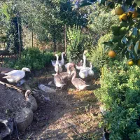 فروش غاز تخم گذار|حیوانات مزرعه|چابکسر, |دیوار