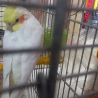 عروس هلندی فول دستی سخن گو ناز