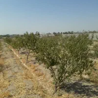زمین‌کشاورزی