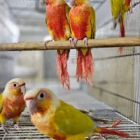 گرینچیک ردچیک طوطی گرین چیک رد چیک پاید فالو|پرنده|بجنورد, |دیوار