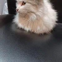 واگذاری کاملا رایگان بچه گربه DLH مودب|گربه|تهران, زرگنده|دیوار