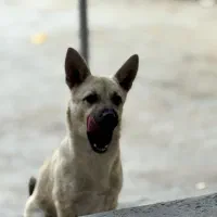 سگ مینیاتور پینچر|سگ|کنگاور, |دیوار