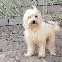 سگ پاکوتاه باهوش