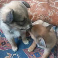 واگذاری|سگ|یزد, |دیوار