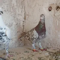باسلام خدمت عشق بازان عزیز دوتاپرنده فروشی پسندشد