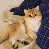 دهکده گربه‌های بی‌نظیر (مجموعه میوهاپ)