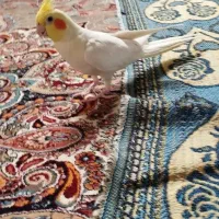 عروس هلندی فول دستی سخنگو