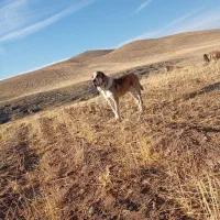 سگ آلابای اصیل|سگ|شازند, |دیوار