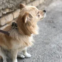 پامر روباهی|سگ|اقلید, |دیوار