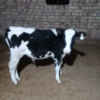گوساله نر هلشتاین|حیوانات مزرعه|بوئین زهرا, |دیوار