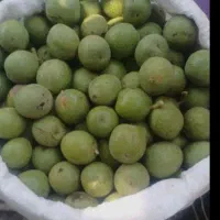 چیدن گردوی باغ شما