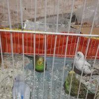 ۴عدد مرغ عشق سالم وسرحال