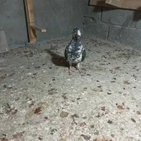 یا ماده سینه سفید فروشی هست قیمت  ۲۲۰۰ هست|پرنده|برازجان, |دیوار