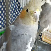 نر و ماده  و عروس هلندی نر هم دستی هست|پرنده|پلدختر, |دیوار