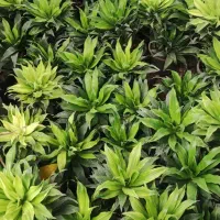 بامبو .گل گلدان بامبو|گل و گیاه طبیعی|ورامین, ورامین|دیوار