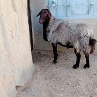 قوچ