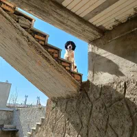 سگ تربیت شده نگهبان