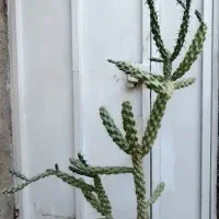 کاکتوس بلند و زیبا