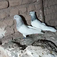کفتر عاص