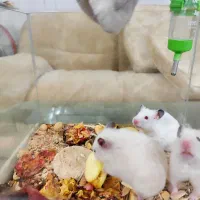 همستر اهلی و خونگی بازیگوش|موش و خرگوش|نیشابور, شهرک قدس|دیوار