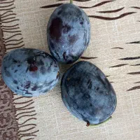 آلوی سیاه