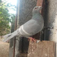 کبوتر الماسی خط سفید ماده