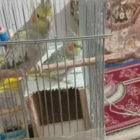 ۲عددعروس هلندی دستی