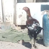 جوجه خروس لاری|حیوانات مزرعه|خمک, |دیوار