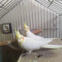 جفت لوتینو جوان کارداده