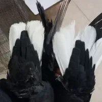 نرماده زاغ دم سفید شمک سیاه روانی