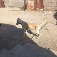 کوچوک ۶ماهه سروکله دار|سگ|تربت‌حیدریه, چهارراه خواف|دیوار
