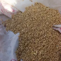 گندم بذری سارال