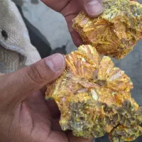 پخش نوره زرنیخ طلایی طبیعی درمانی|آرایشی، بهداشتی، درمانی|مینودشت, |دیوار