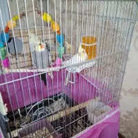 عروس هلندی|پرنده|فردیس, شهرک ۱۱۰|دیوار