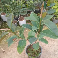 فروش و ارائه انواع فیکوس و زاموفیلیا