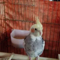 عروس هلندی ۳ تا همراه با قفسه بزرگ نو