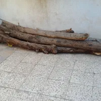 تنه ی درخت ۴ عدد کاملا خشک