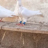 کفتر طووقی خوشرنگ