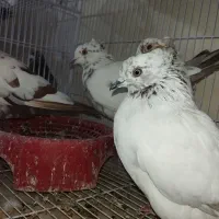 کبوتر پرشی|پرنده|سراوان, |دیوار